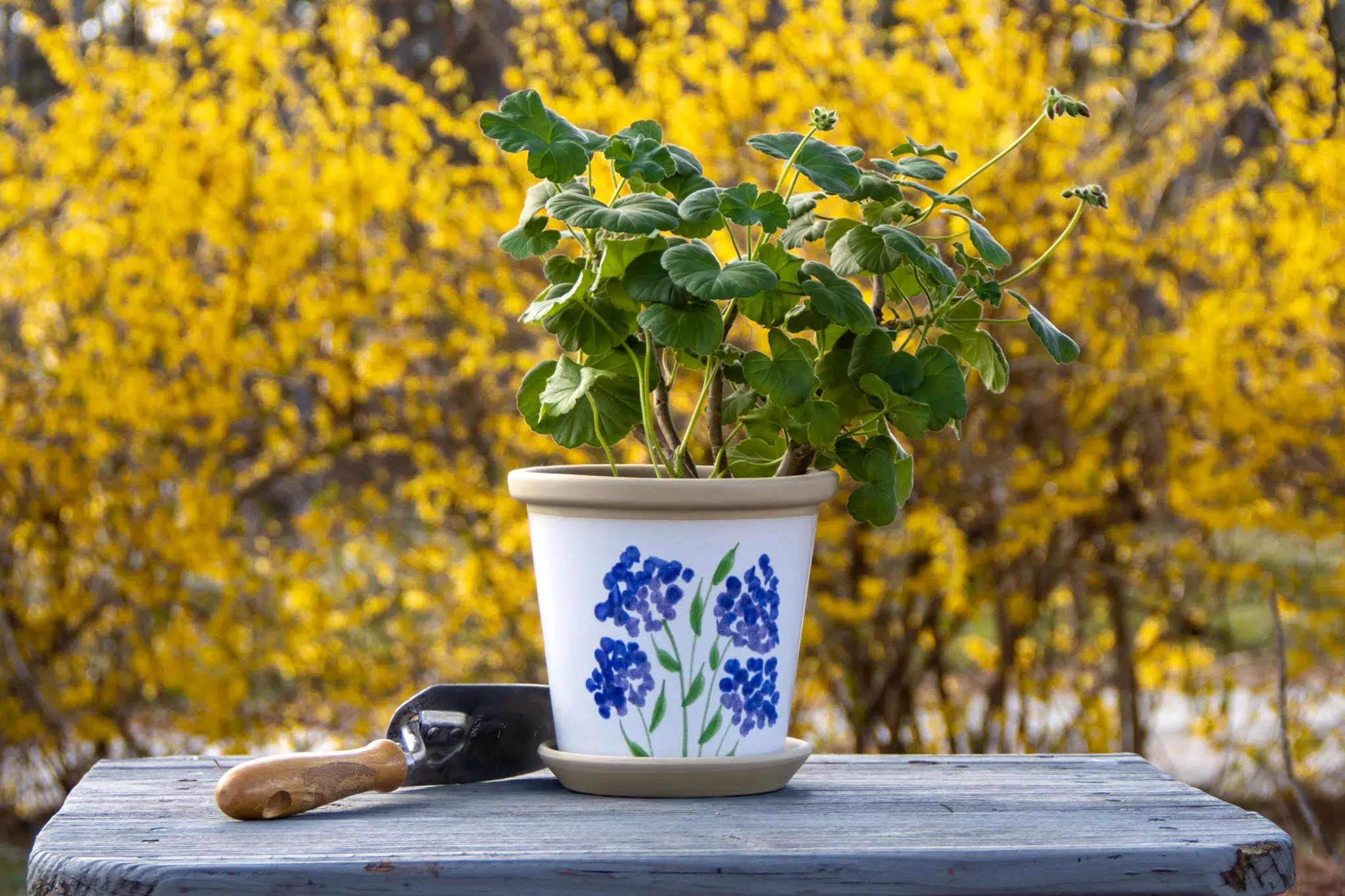 Hydrangea Flower Pot and trowel with flower background and plant in pot.